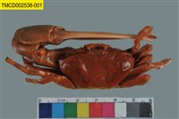 藏品(弧邊管招潮蟹)的圖片